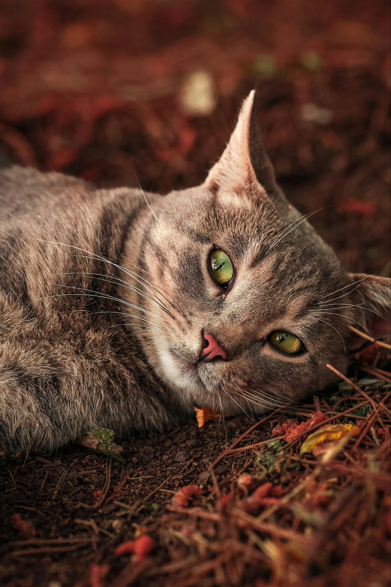 WonderfulSpace4's tweet image. Have a relaxing Sunday dear friends…🌼🍂☕️🐈🤎🧡🤎

#GoodMorningEveryone 🌼 #CoffeeTime ☕️ #CatsLover 🐈 #BeKindAlways 🤎 #Blessings 🤍 #PeaceAndLove 🕊️