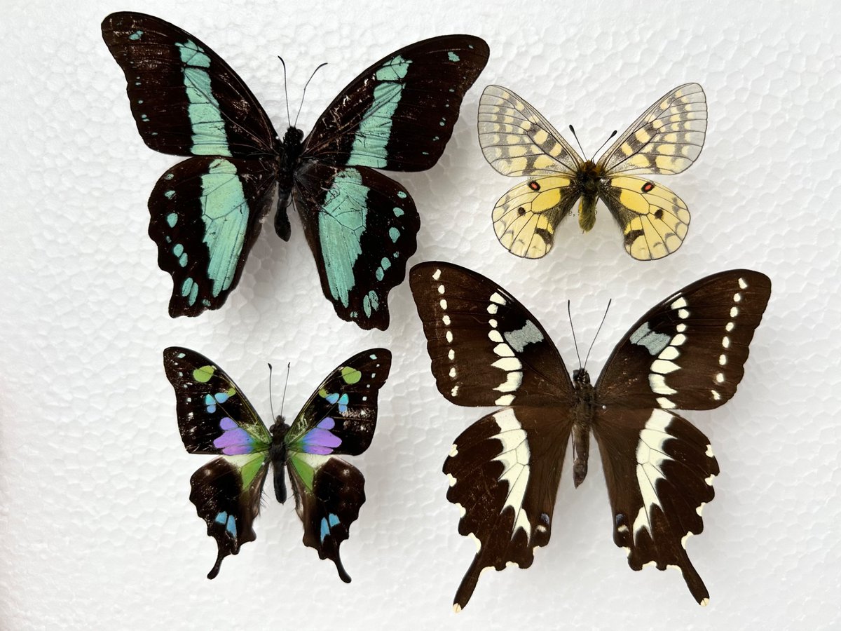 アゲハチョウ科ではあるけど統一感がないインセクトフェア戦利品