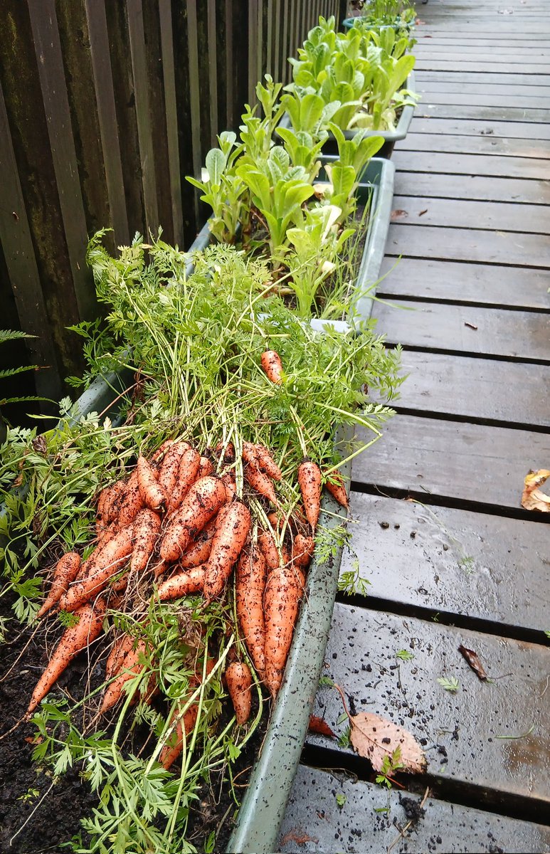 My carrot harvest 😋🥕 I grew these from a free packet of seeds and then forgot about them, just admiring the foliage every time I walked past! 🌿 What a lovely surprise when I pulled them up yesterday 😍🥕🥕🥕 I wish all my dear friends a happy and peaceful Sunday 🤗🙏🥰