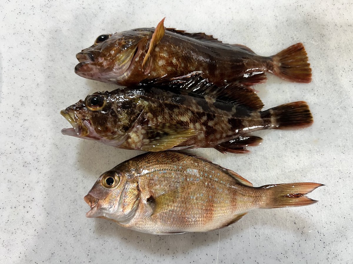 bubu__1002's tweet photo. 朝起きて、あ今日釣りいこ！って思って一人で行ってきた🎣
ウキ釣りはチャリコだけ(´・ω・｀)
なんとかエッグアームで穴釣りしてガシラゲット( ᵒ̴̶̷̤ᜊᵒ̴̶̷̤ )
昼間はやっぱりなかなか釣れないなぁ。
でも最近仕事でストレスたまってたから楽しかったし、凄くリフレッシュできた✨️ https://t.co/UTGmhfwbFB