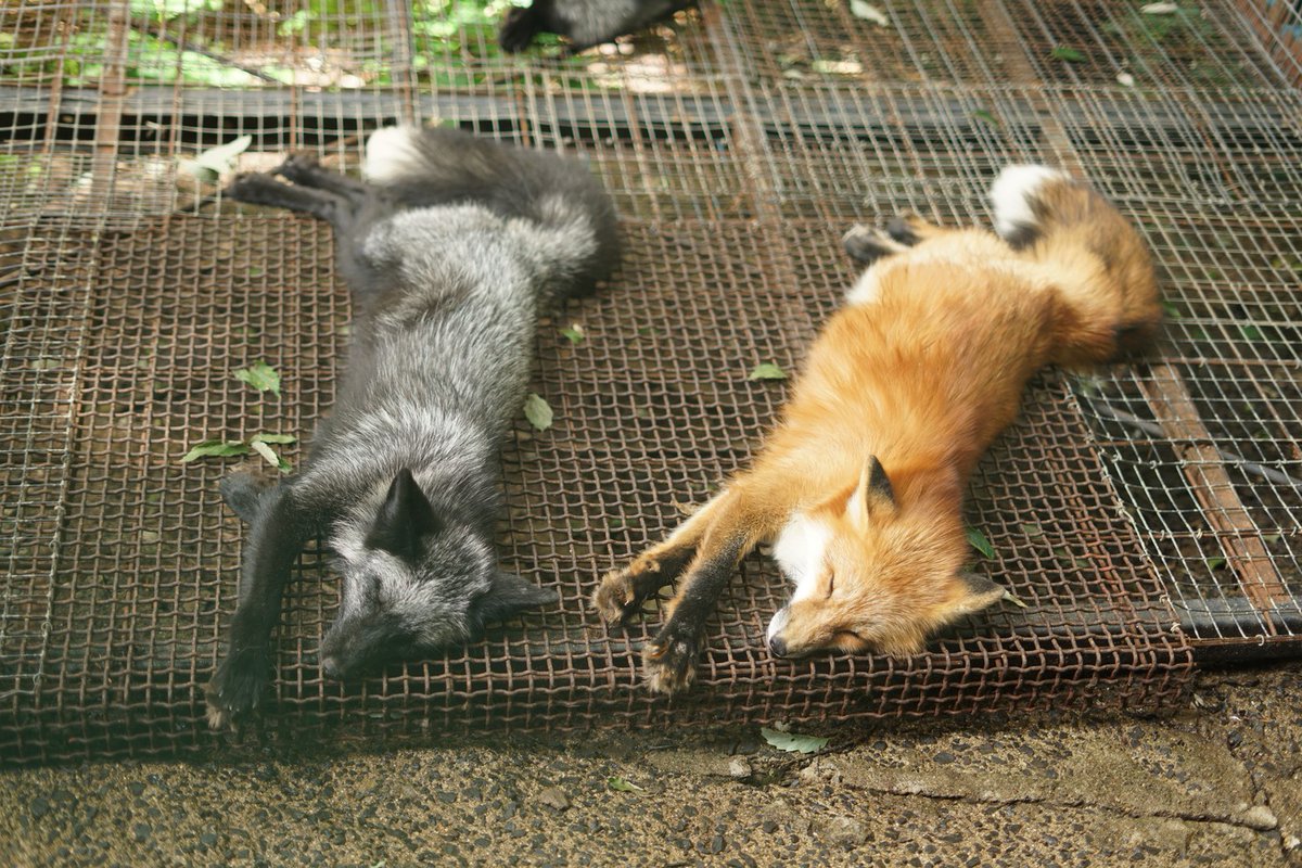 FoxGazerTales's tweet photo. Two tired foxes enjoying a peaceful nap side by side https://t.co/NSquxYAFOU