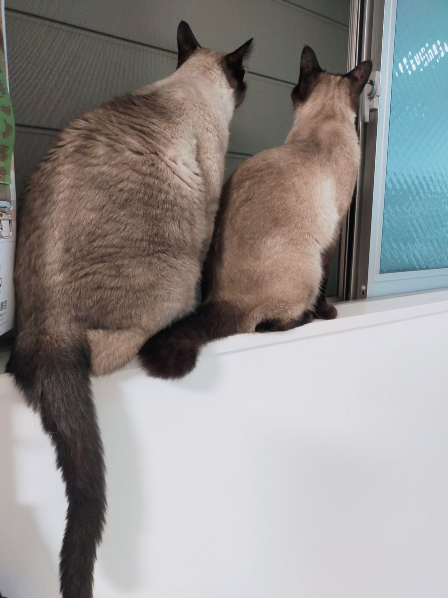 シャム猫 - Search / X