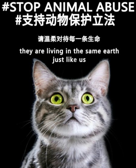 これ程の事件にも関わらず中国のずさんな法整備のせいで捜査は難航しています
世界中から動物愛護法の制定の要求が必要です
thestandard.com.hk/china-news/art…