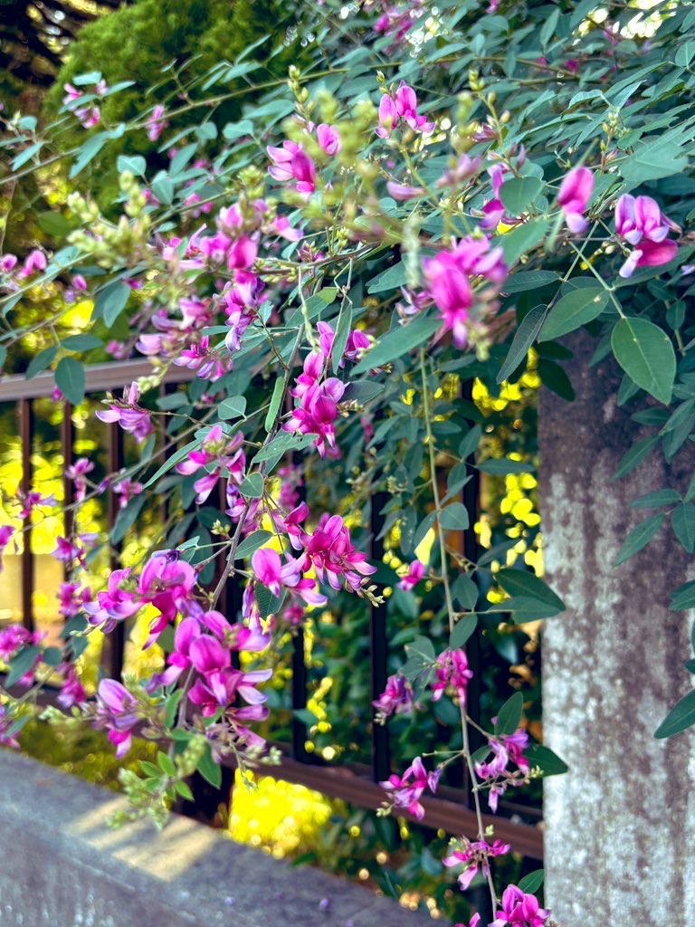 ミント♡様 ☁️ (@mc_copycat) / X