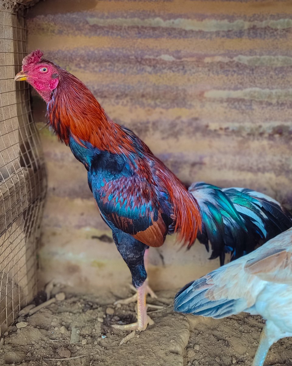 lebretonf22's tweet photo. Coq croisé indo brésilien 🐓 📸
#beauty #beautiful #photo #photographer #photoshoot #photography #coq #poule #hen #coqdecombat974 #rooster #aseel #gamefowl #gamecocks #galos #galosdecombate #pourtoi #fyp #foryou #foryoupage #Everyone #world #animal #mobilephotography https://t.co/hjF3opUkEX