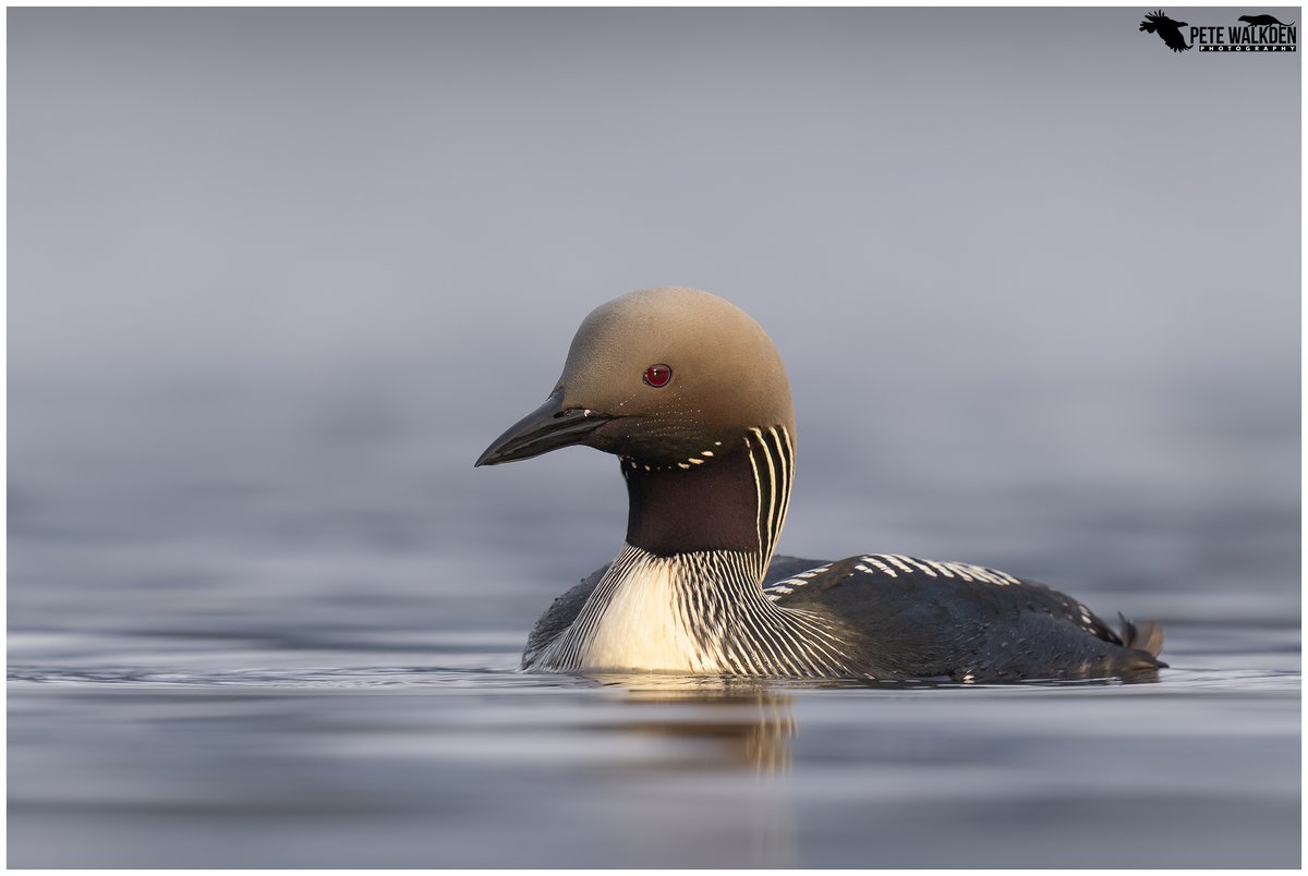 Pete Walkden tweet media