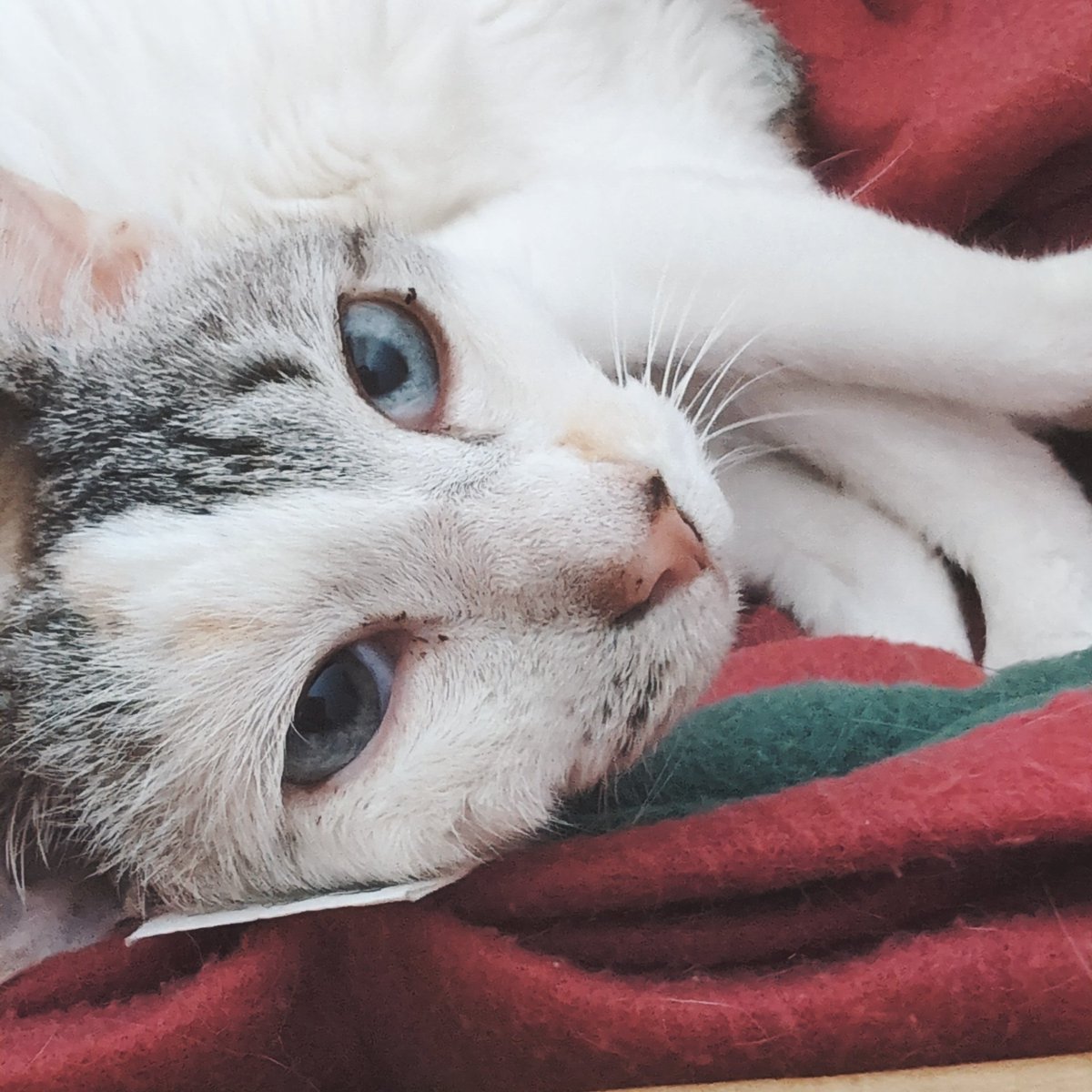 ネコ可愛いです*\(^o^)/* 佐鳥 研斗 on X: 