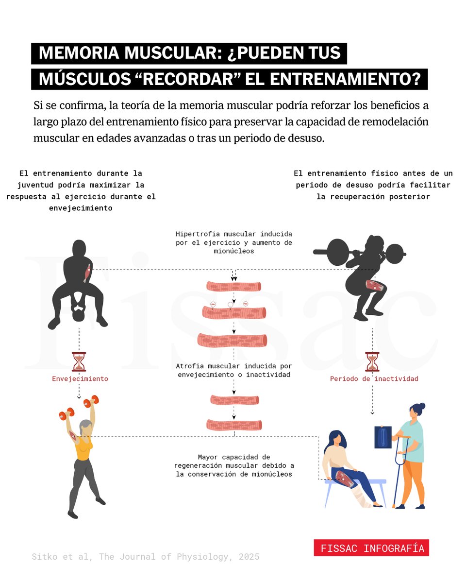 Fissac_es's tweet photo. La teoría de la memoria muscular: ¿las personas que han entrenado a lo largo de su vida hipertrofian antes?

Aunque todavía no se conocen con exactitud todos los mecanismos implicados, estudios recientes sugieren que algunas de las adaptaciones que se producen con el entrenamiento de fuerza —como el aumento de mionúcleos— podrían mantenerse a largo plazo. Esto facilitaría la ganancia de masa muscular al retomar el entrenamiento, incluso tras periodos prolongados de inactividad.

Es lo que se conoce como memoria muscular, y es el tema que abordamos en un artículo de opinión publicado en una de las revistas más prestigiosas de fisiología: The Journal of Physiology.

Además, en Fissac hemos escrito un artículo (que también puedes escuchar) en el que explicamos en detalle los procesos fisiológicos implicados y las implicaciones que puede tener esta teoría en ámbitos como el dopaje o la participación de mujeres trans en categorías femeninas.

Creemos que es un tema muy interesante.

Puedes leerlo o escucharlo pinchando en el enlace 👇
https://t.co/0X1Jchyb18

Esperamos que te guste.