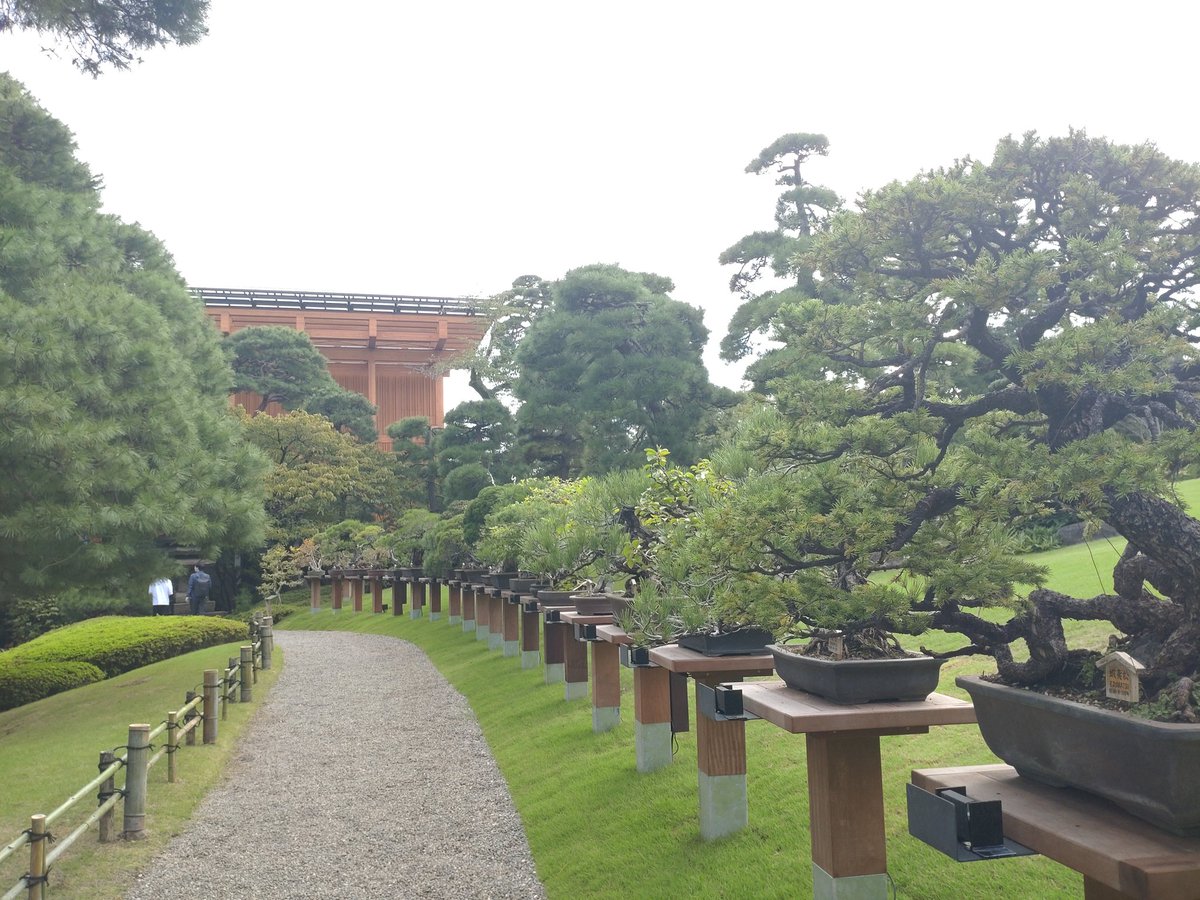 10/1リニューアルオープンした八芳園へ行ってきました。窓から庭園を見渡せるフロント階での待ち合わせがオススメです。庭園に並んだ盆栽達、330歳の蝦夷松も元気良く迎えてくれました。