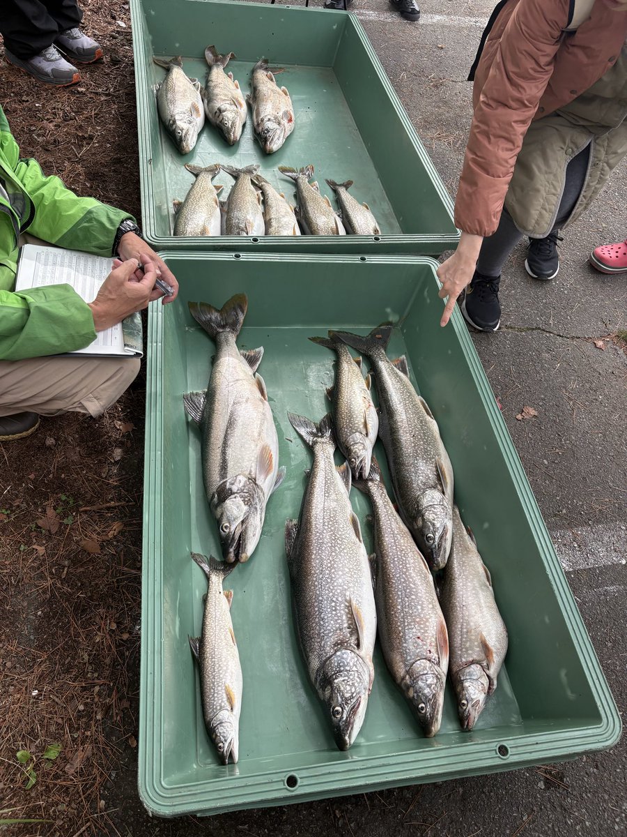SoulkatettOD's tweet photo. 本栖湖のレイクトラウト釣り大会の結果見に行ってきました🎣

ボートの1位は4匹
陸の1位は3匹

総合では
参加者179人
ボート合計15匹
陸合計4匹
13人がレイクトラウトを釣り上げた結果となりました

この数字、みなさまどう思いますでしょうか？

#本栖湖 #レイクトラウト https://t.co/uSzW6CmLrf