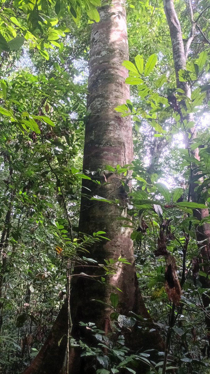 AbiluTangwa's tweet photo. Our planet needs the Amazon & Congo Basin forests to fight climate change! π³π Deforestation & ecocide threaten us all. Join the fight to protect them! π Like, comment & repost to spread the word! #NoToDeforestation #EcoSustainability https://t.co/sp9T03iGGO