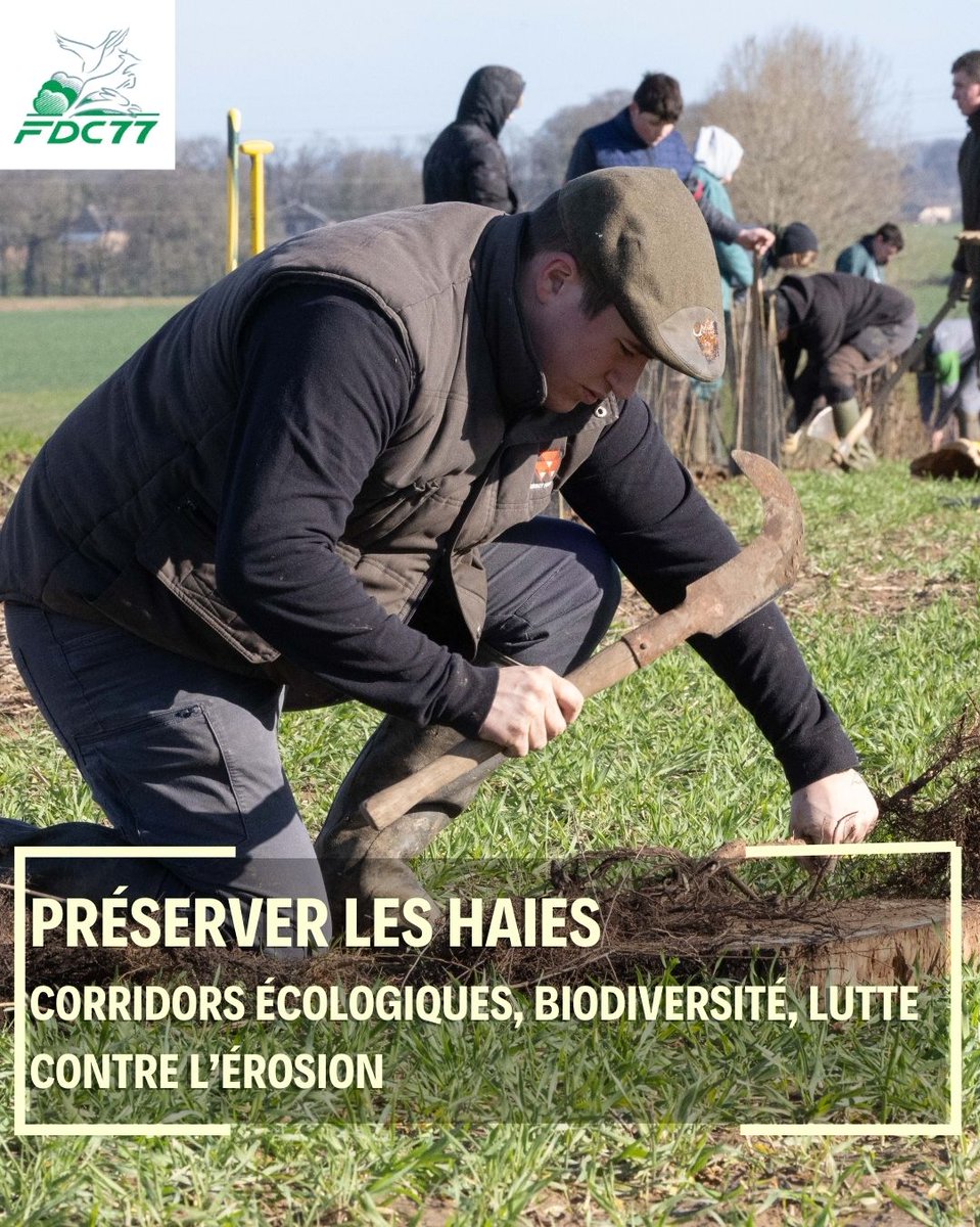 🌳 Les haies, véritables piliers de biodiversité🌿 :
👉 Corridors écologiques, refuges pour la faune, lutte contre l’érosion et rôle dans la qualité de l’eau.
En #SeineEtMarne, la #FDC77 replante &amp; entretient ces linéaires vitaux.
#Biodiversité #HaiesBocagères