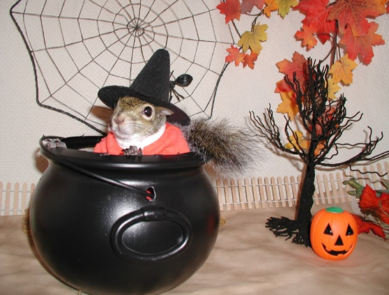 BOIL BOIL TOIL AND TROUBLE