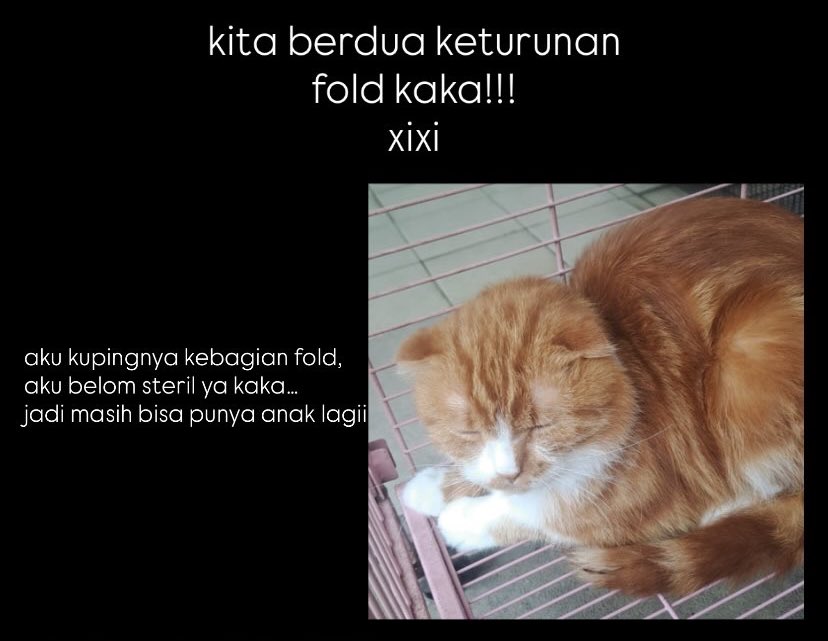 Cantikahaha tweet media