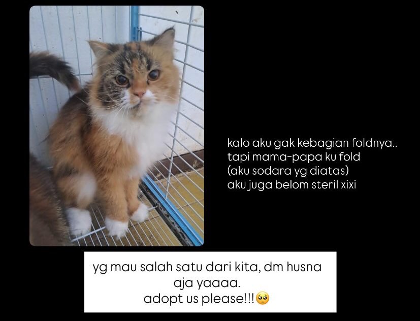 Cantikahaha tweet media