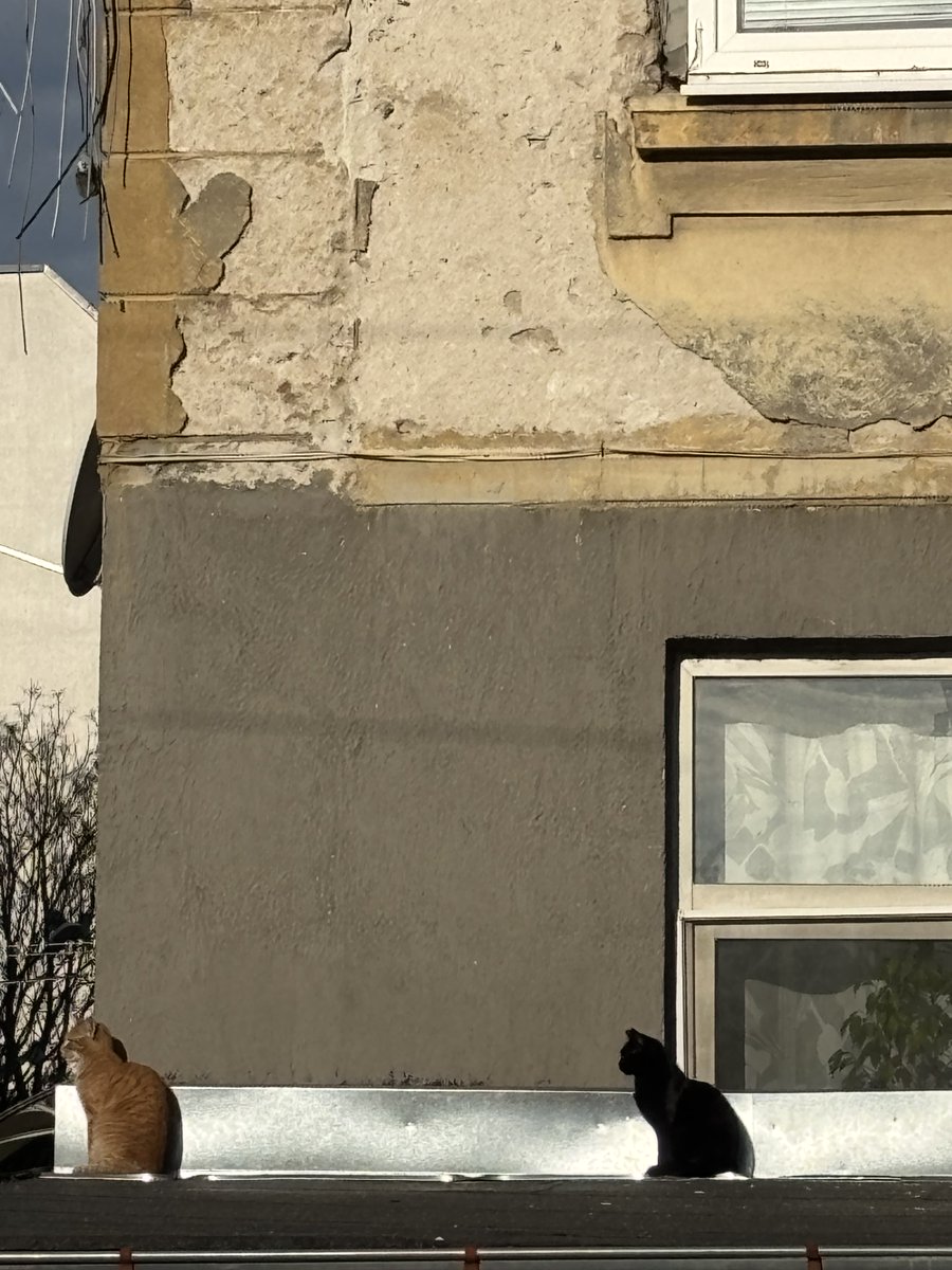 foggit2's tweet photo. Котки върху студен ламаринен покрив https://t.co/naWERBiBiZ