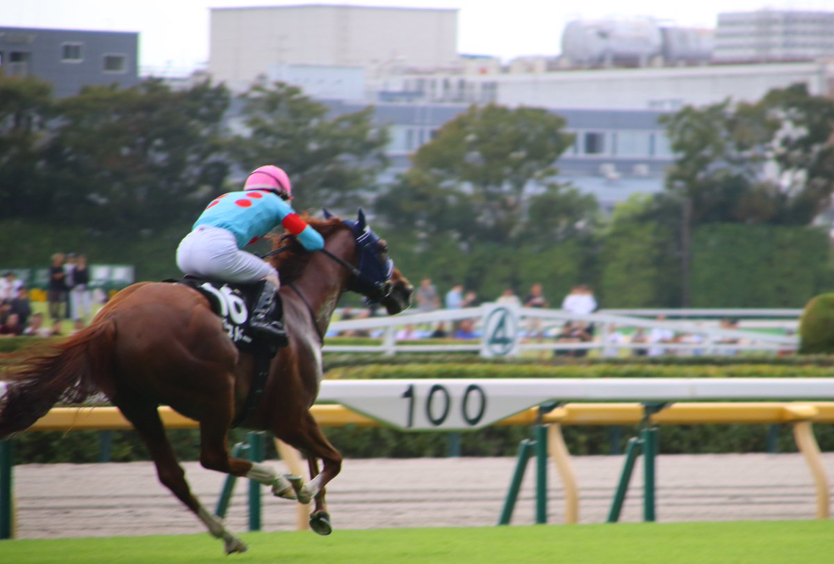 aaaisb's tweet image. 東京9Rジュドー嶋田、大穴ぶち開けて勝利！出資者の人たちはおめでとう！

#silkhc