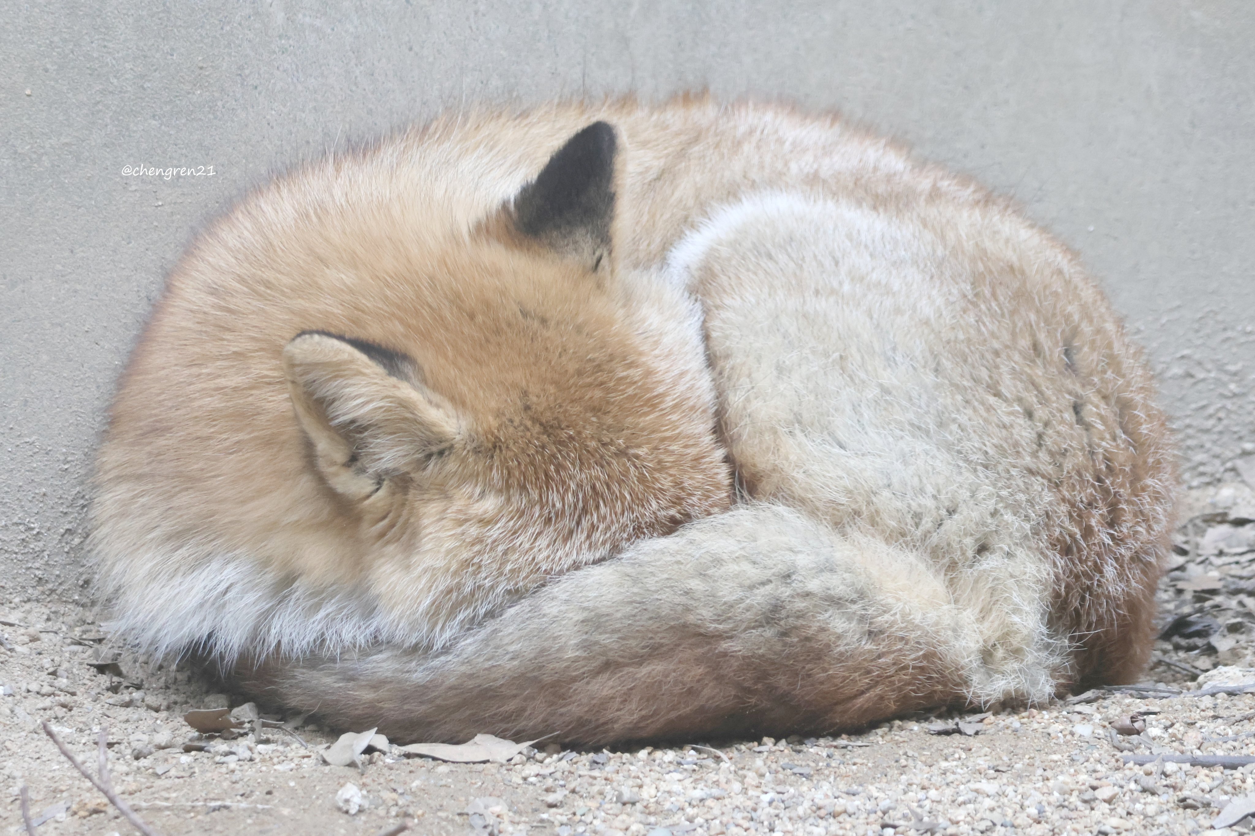 灰色の狐猿 ワオキツネザル（輪尾狐猿） - 哺乳類図鑑 - 動物図鑑 - 動物