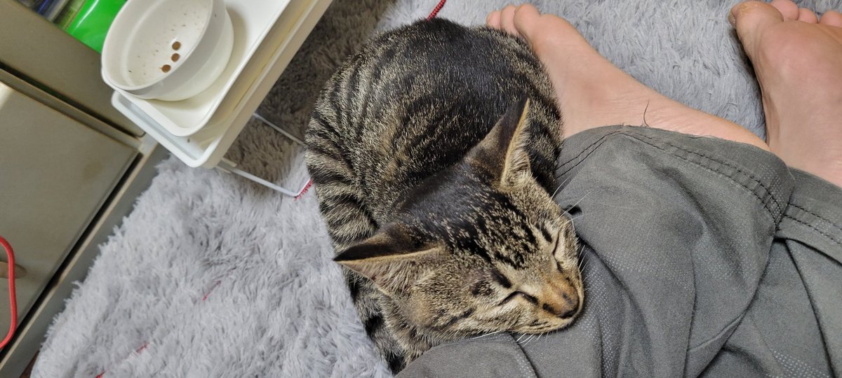 wrxs4_mita's tweet photo. ゴロゴロしてるとゴロゴロしてる猫が現れる← https://t.co/zyH8lpmn9B