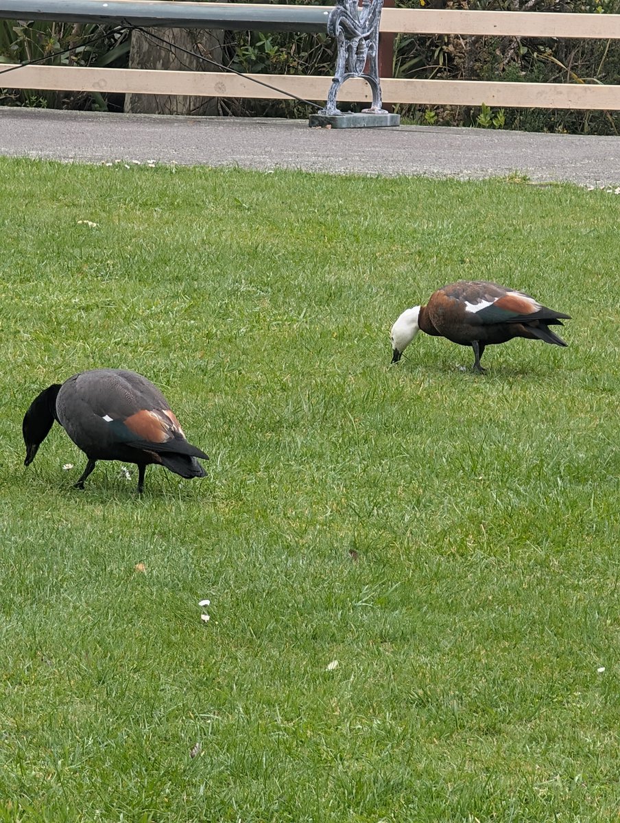 kakaconnz's tweet photo. Hey so it is a month until Kākācon. It will be great to see ppl there the day before @kawaiiconNZ Thu 6 Nov at 1345 at Zealandia.

There are no schedule just an opportunity for hallwaycon chats outside while having a walk &amp; seeing some birds.

Details: https://t.co/x5M7riqd5I https://t.co/bFrmNzhOtp