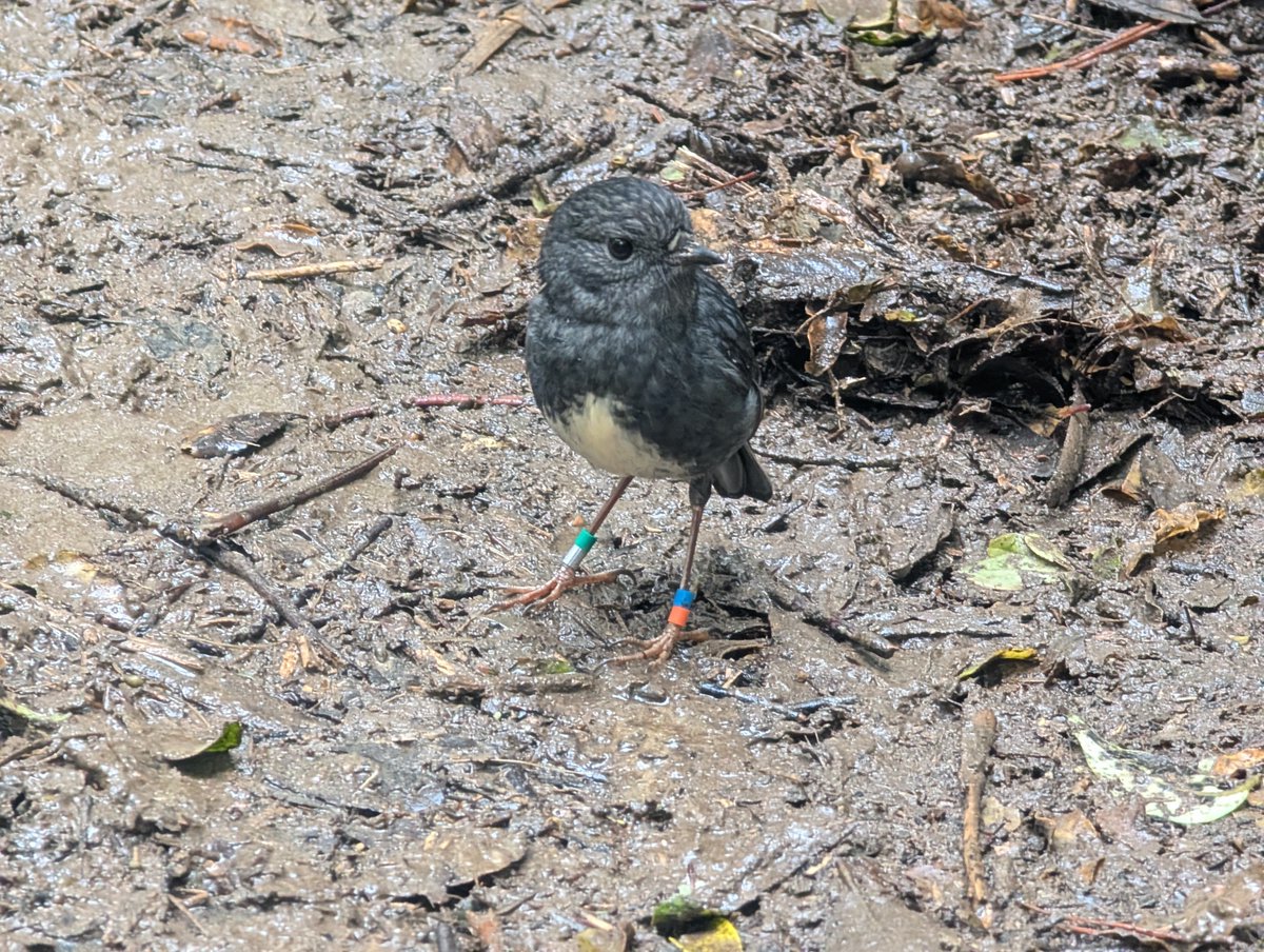 kakaconnz's tweet photo. Hey so it is a month until Kākācon. It will be great to see ppl there the day before @kawaiiconNZ Thu 6 Nov at 1345 at Zealandia.

There are no schedule just an opportunity for hallwaycon chats outside while having a walk &amp; seeing some birds.

Details: https://t.co/x5M7riqd5I https://t.co/bFrmNzhOtp