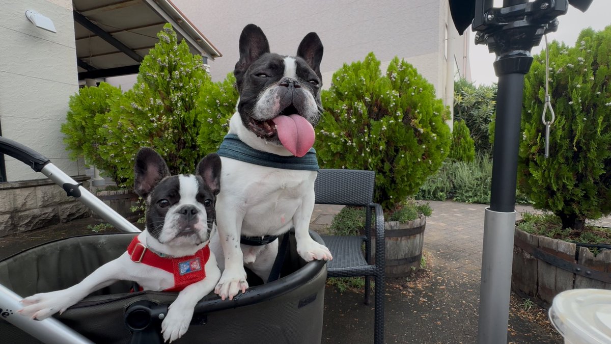 フレブル7兄弟☆ (@mens_5buhi) / Posts / X