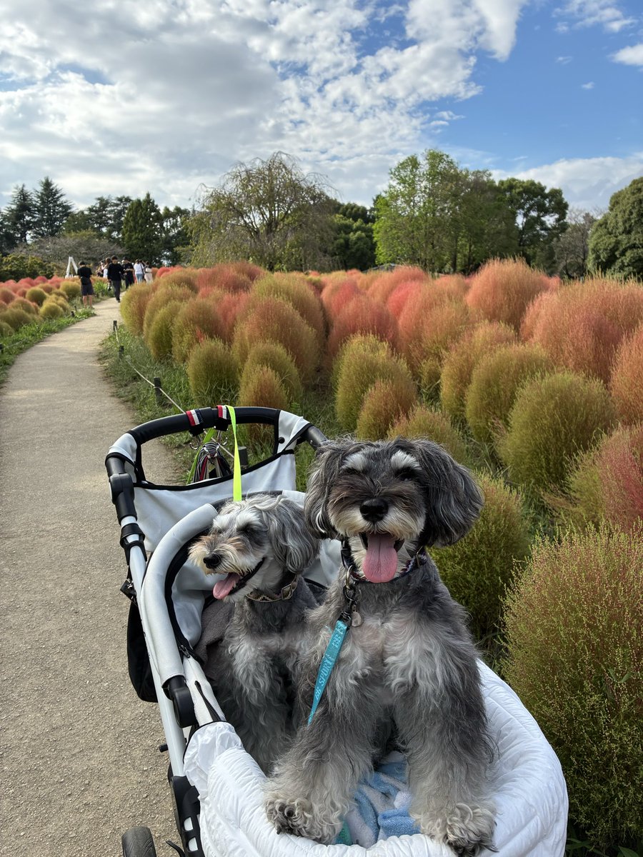 コキア
まだ真っ赤になってません
今日は入園無料です🆓