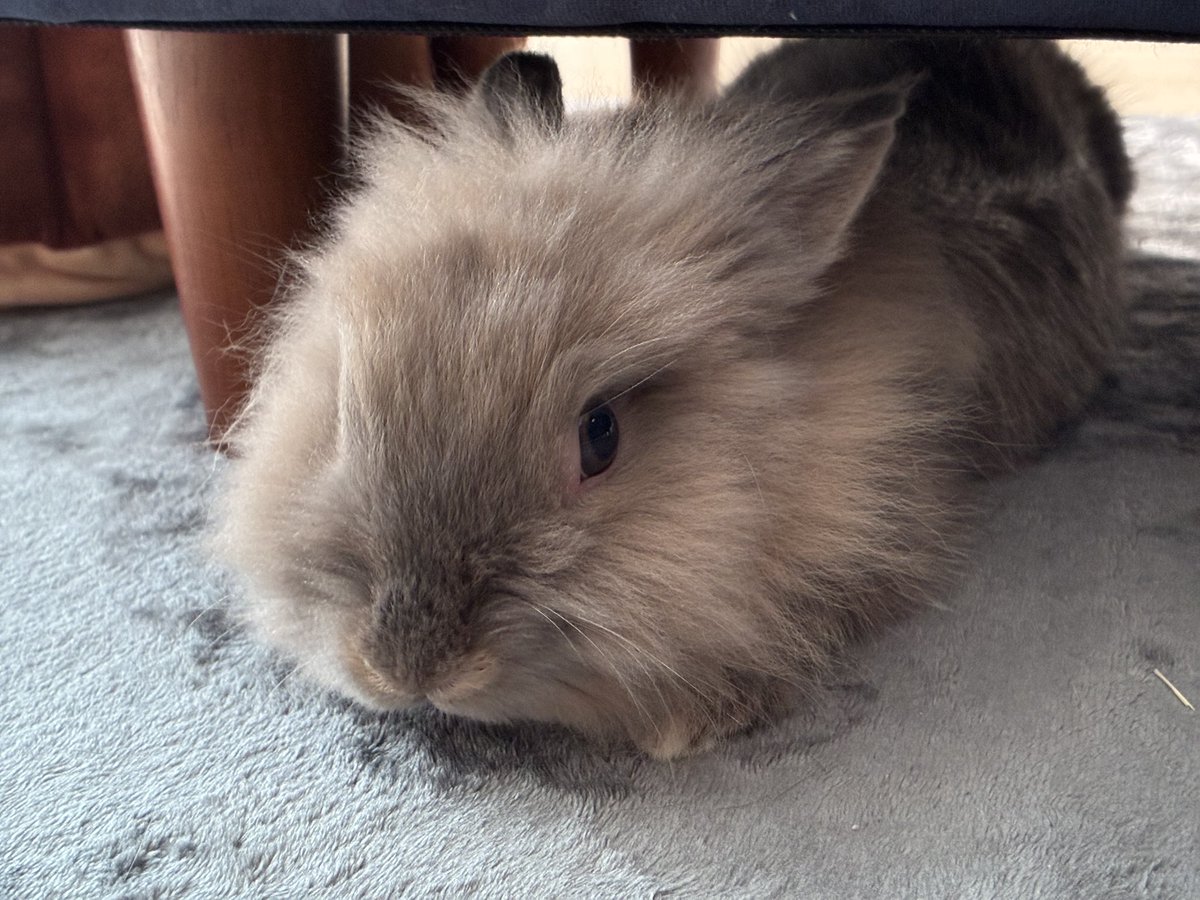 nibiru_rabbit's tweet image. 最近はソファの下がお気に入りのニビル
#うさぎ