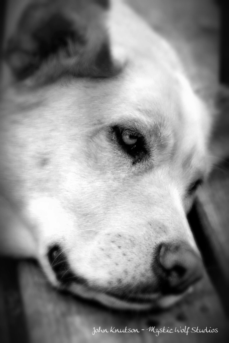 MysticWolfStu's tweet image. 🐾It&apos;s #saturdaypetday! 

📸 Show us your pet’s wild side and drop your pet #PhotoOfTheWeek.

#MysticWolfChallenge #PhotographyChallenge #Photography
