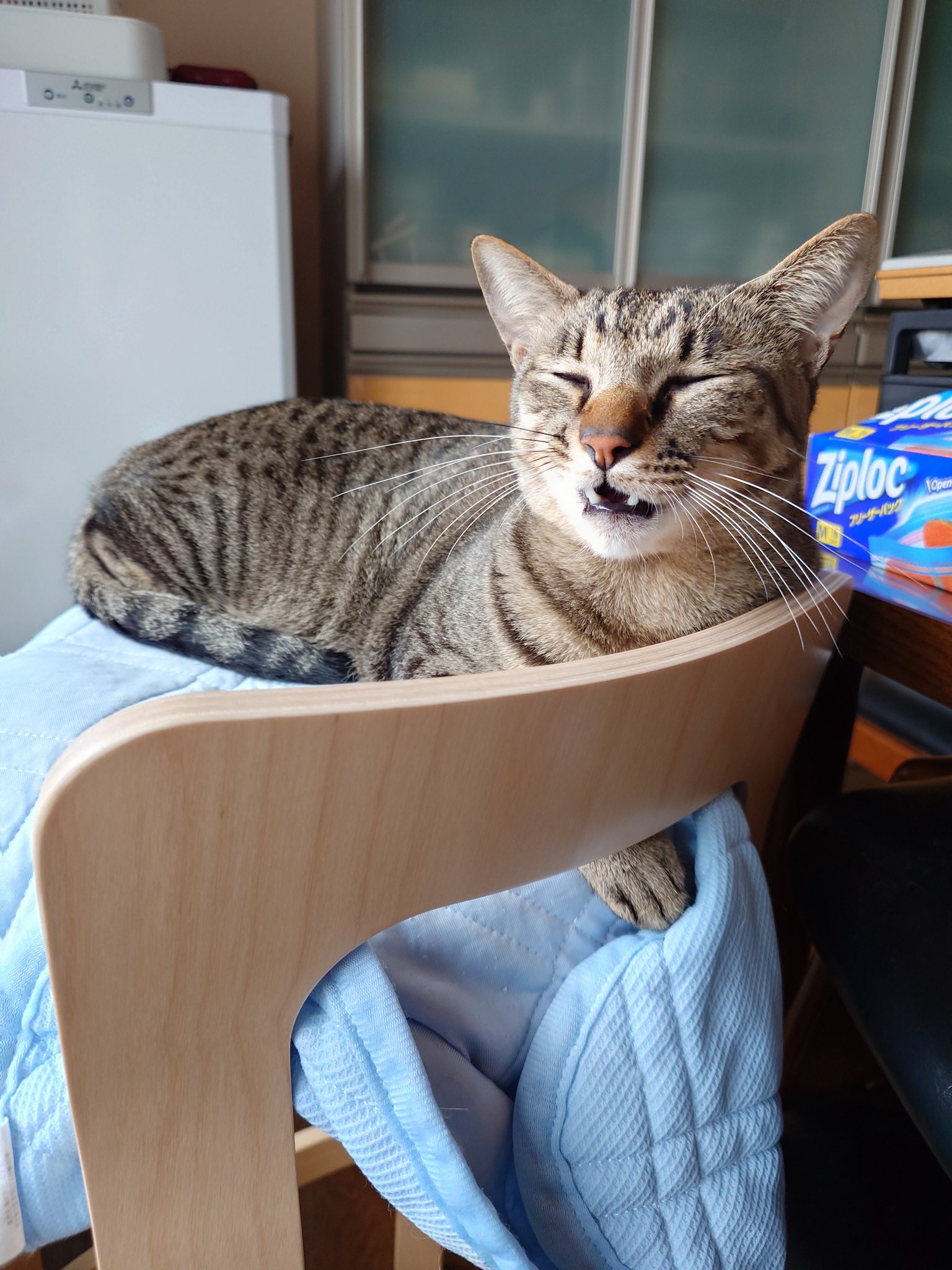 ちびすけ様 ちびすけ (@tibi_mofu) / X