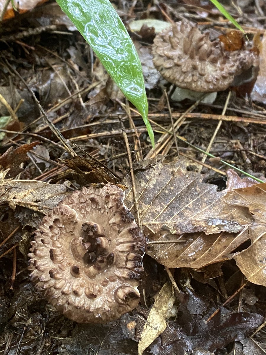 コウタケが出始めました！(^^)