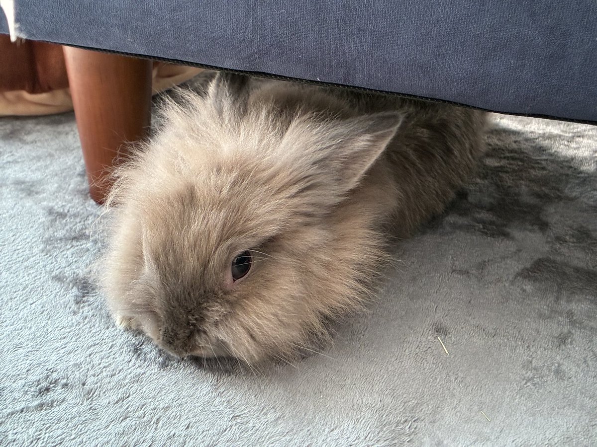 nibiru_rabbit's tweet image. モップみたいでかわいい🐰