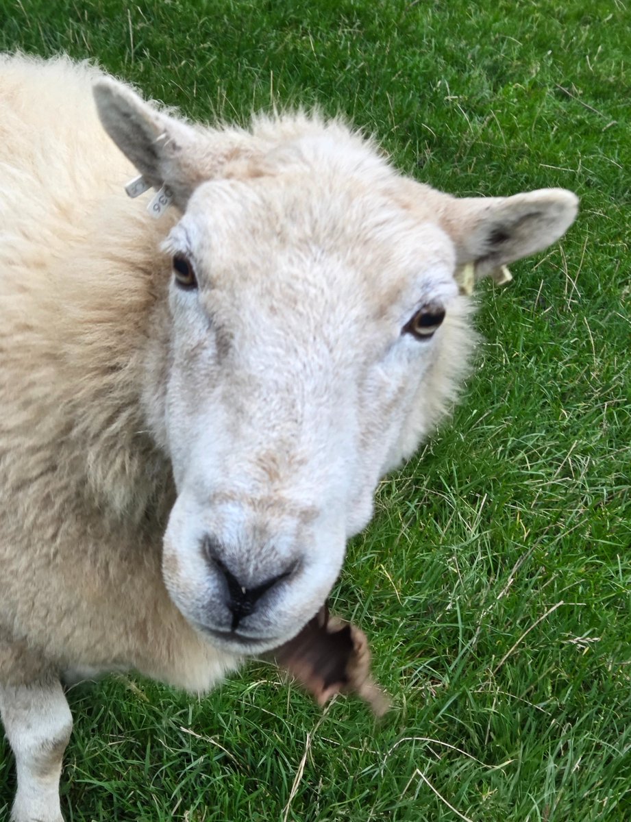 WPSSanctuary's tweet image. Times is &apos;ard, I&apos;m having to eat dried leaves 🍂

As you&apos;re standing in the middle of 3 acres of good grass, i don&apos;t feel remotely sorry for you Poppett 😜

#animalsanctuary #sheep365 #nonprofit #amazonwishlist #animallovers #foreverhome #adoptasheep 

woollypatchworksheepsanctuary.uk