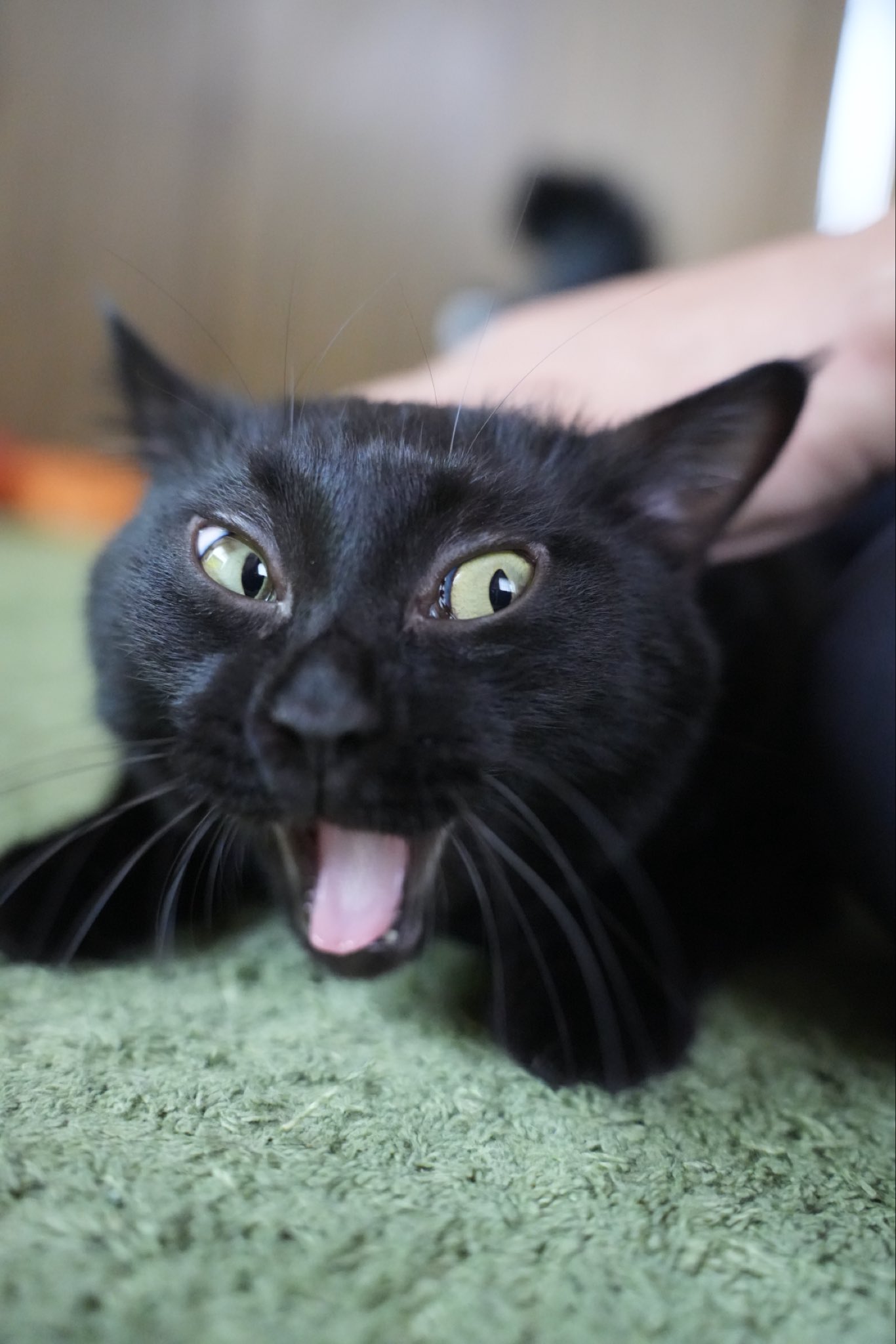 黒猫つくねちゃん太しっぽ on X: 