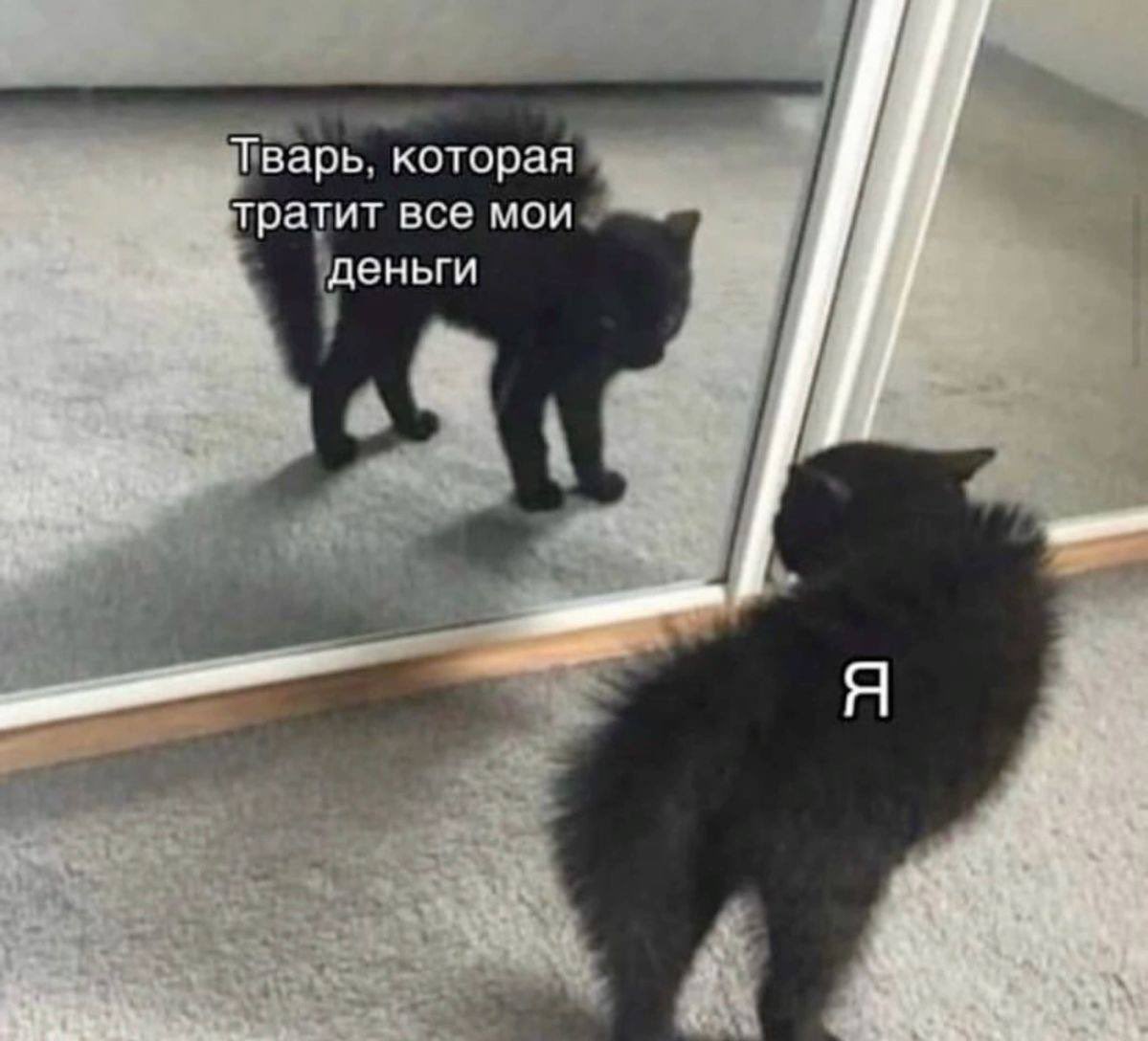Товарищ Кот tweet media