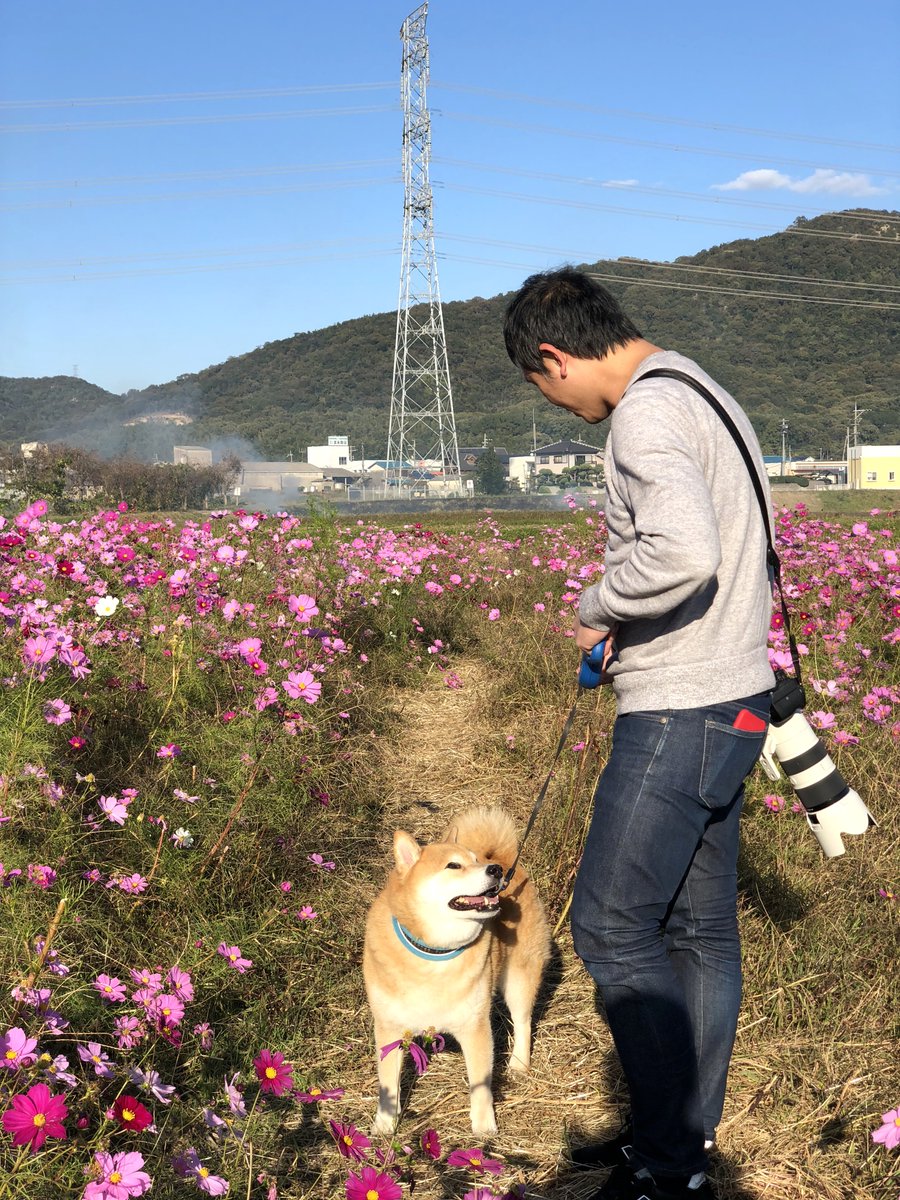 GALLERY_MARUSAN's tweet photo. 💠まる店長とコスモスさん💠

10月になりコスモスさんが
見頃の季節になりましたね😆✨️

まる店長もコスモスさんとの
思い出がいっぱいです❤️

#柴犬まる
#ひらひらと花びらが舞うような
#まる店長のまんまる笑顔🌼
#とってもシュテキ✨️ https://t.co/unpqpodgcu