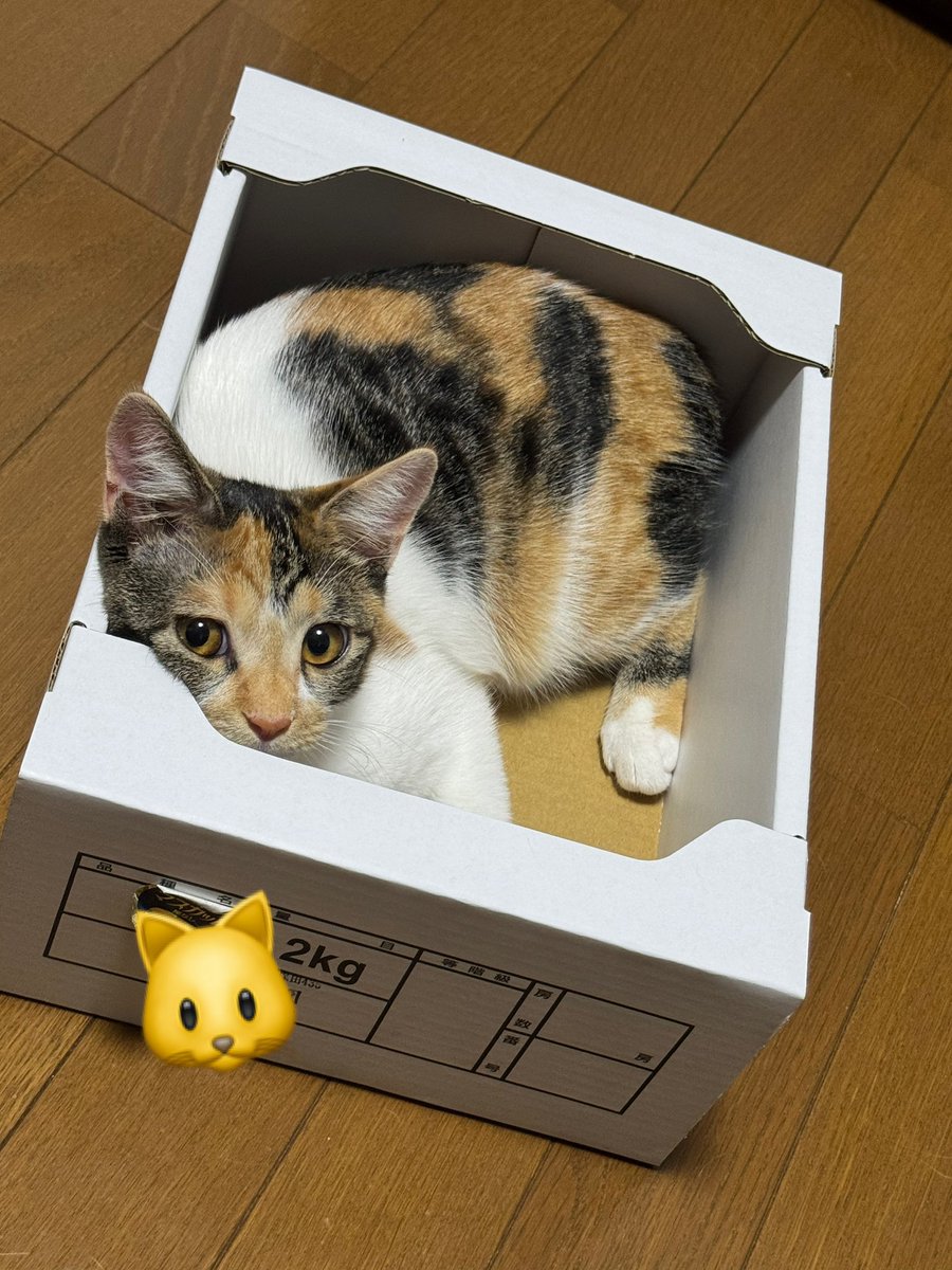 三毛猫様♡ありがとうございます♡ ♡ #茶トラのメロン🍈 #三毛猫レモン🍋 無事に我が家を卒業しま