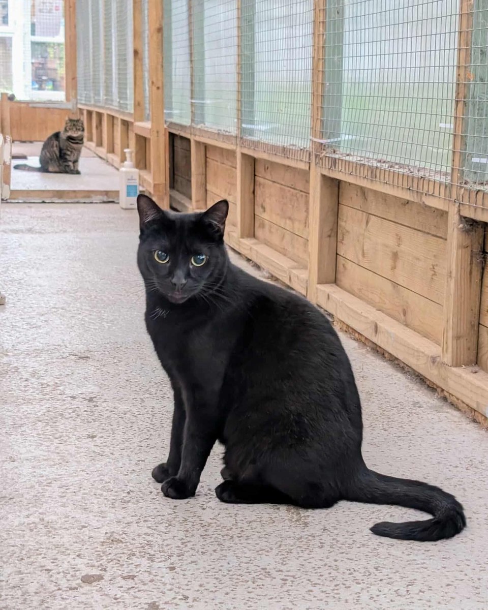 Coventry Cat Group tweet media