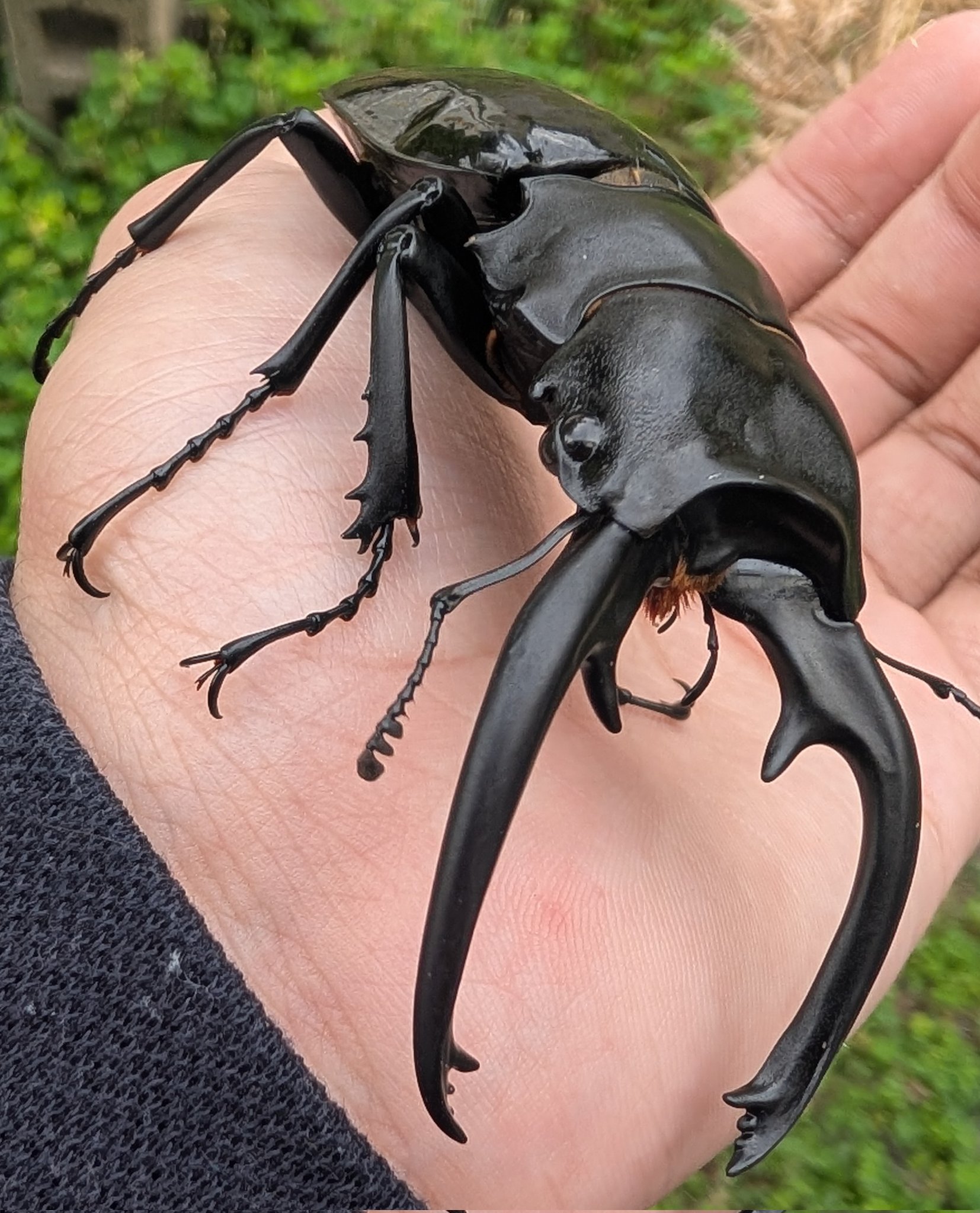 しめじページ しめじ (@shimeji_card) / X