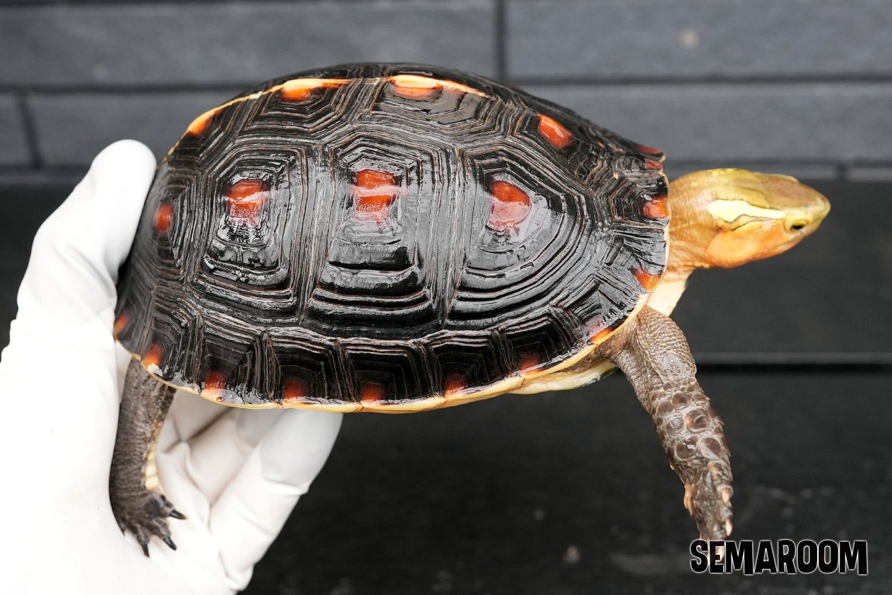 カメオセット➕珊瑚まとめ SEMAROOM（セマルーム） on X: 