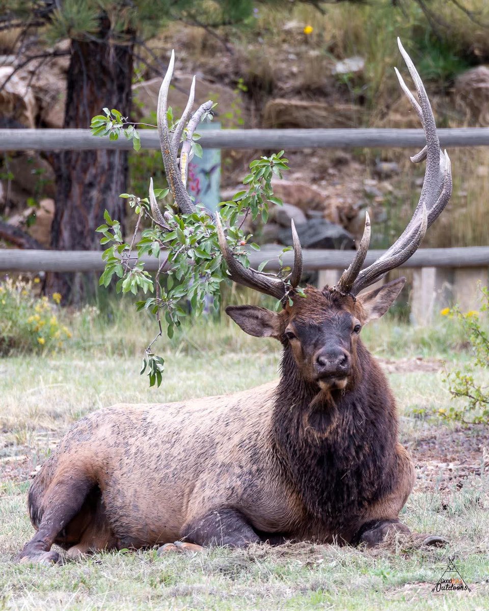 sachin_lah7735's tweet photo. When you defeat the crab apple tree you wear its branches like a trophy! - This elk probably
#Photography #wildlife #nature #colorado #goodbull #elk #bullelk #wapiti https://t.co/eaDa9U3gTF