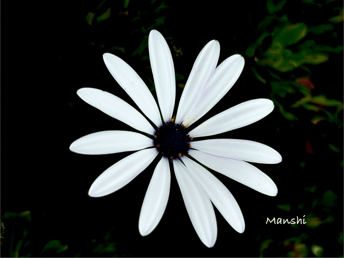 Manshiorchid's tweet image. #SundaySharing
#PhotoOfTheWeek