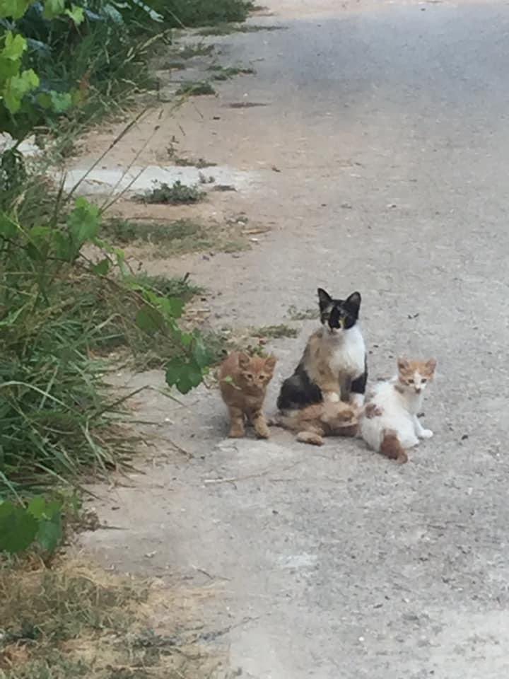 Kıymayın efendiler