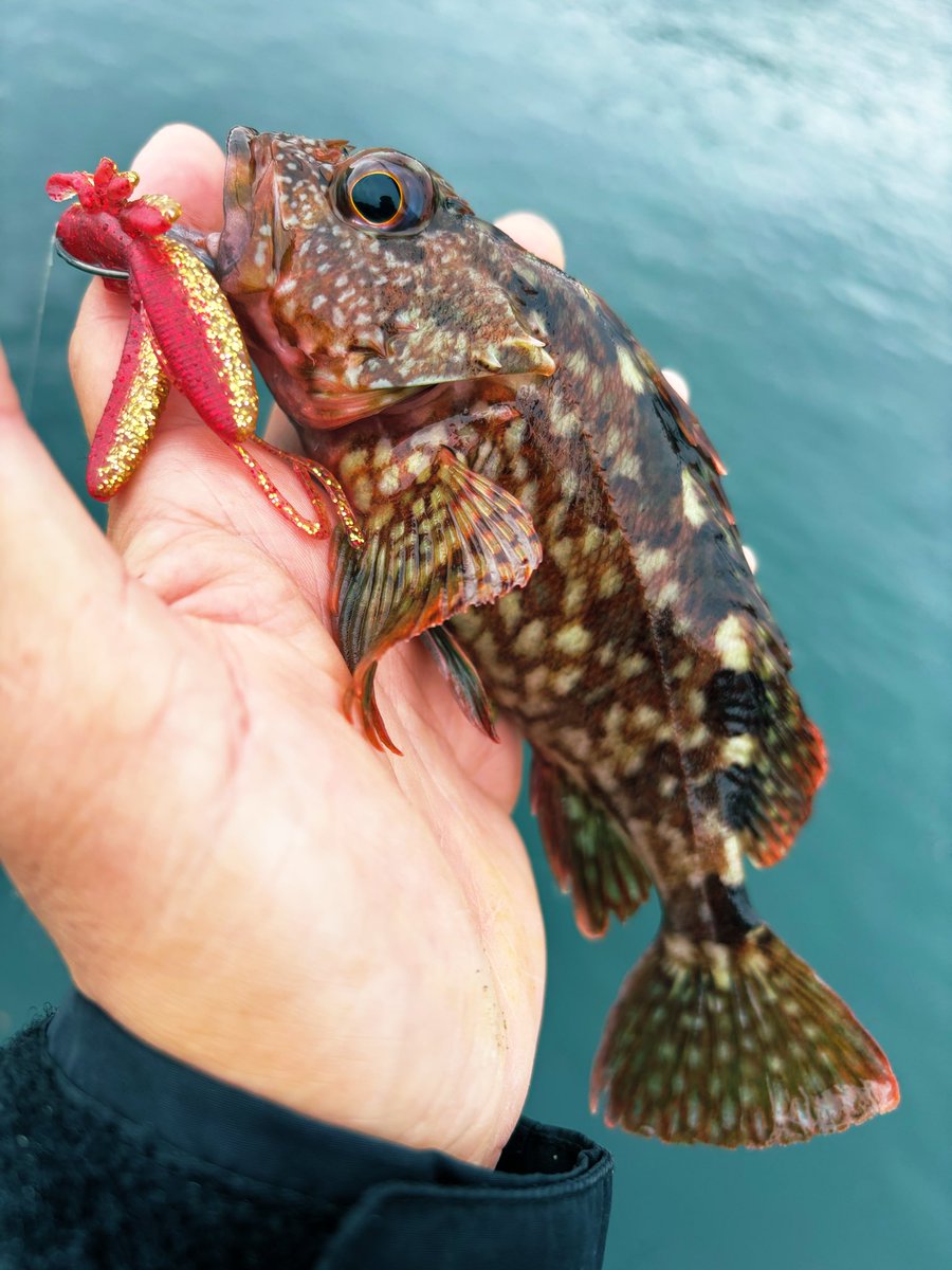 namatamanama's tweet photo. コブダイ坊主でした 👹
#根魚通信
#rockfish
#DevilStinger
#��ツでダーツ
#tulalajp
#RoutesC69MH https://t.co/CC4MZWYNjf