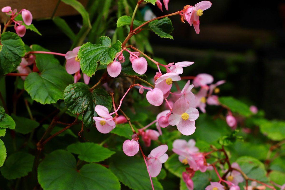 neotechno2020's tweet image. 庭の秋海棠(シュウカイドウ)
淡紅色の花が咲く

#秋海棠