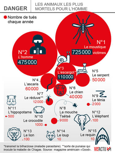 Article long des <a href="/lel_media/">Les Électrons Libres</a> sur le plus grand tueur de l’histoire n’a ni crocs ni griffes : c’est le moustique 🦟 .
Paludisme, dengue, chikungunya, Zika… près de 800 000 morts chaque année !
Deux fois plus que l’homme lui même (ce qui est déjà incroyable …)
Et avec le
