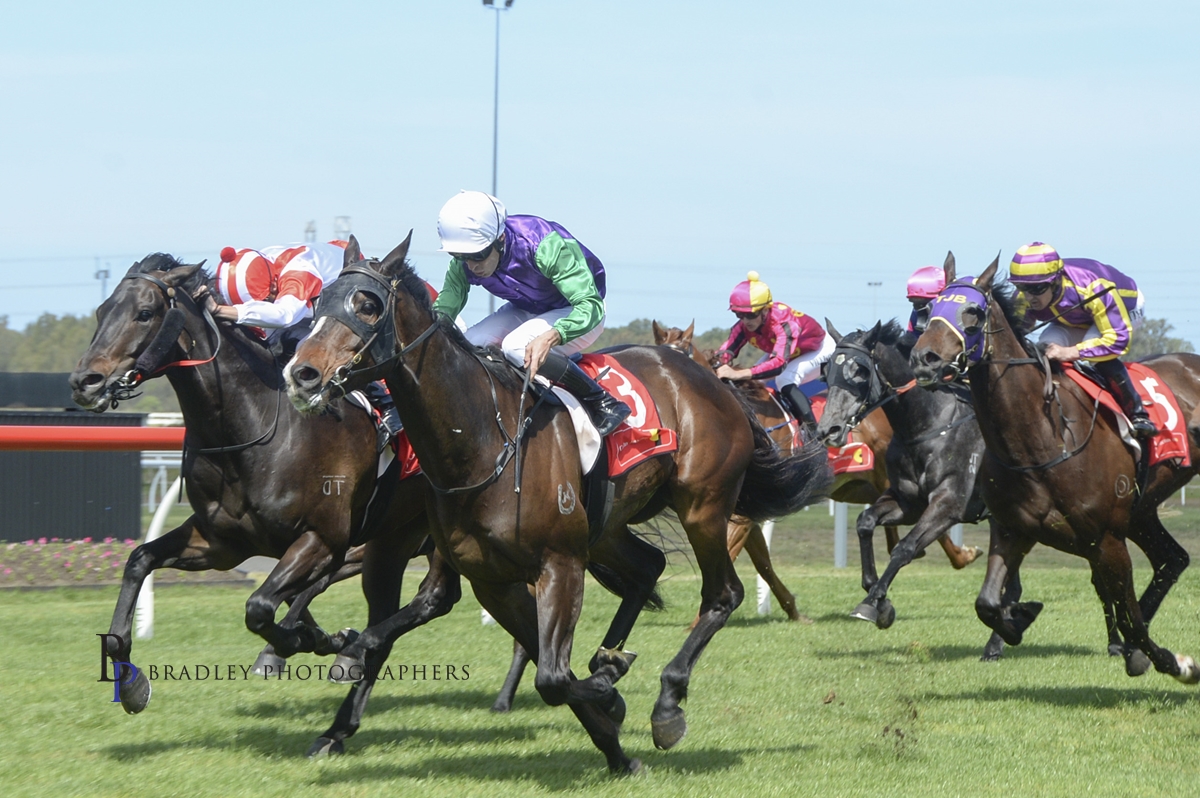 Myrtle House Stables tweet media
