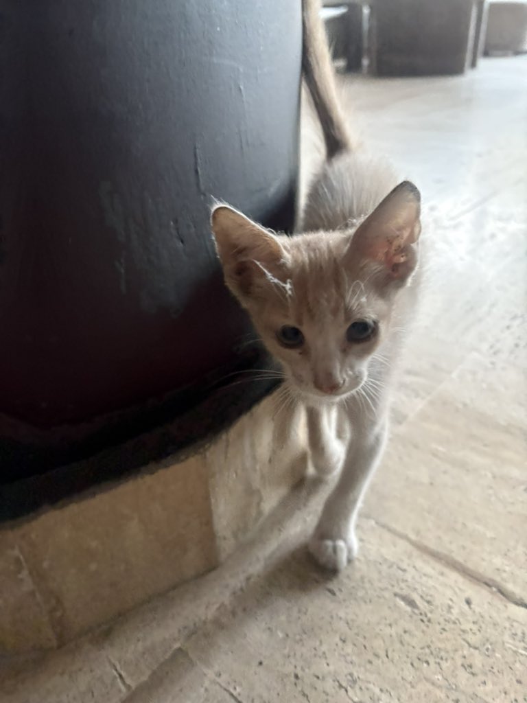 モロッココネッコちゃん