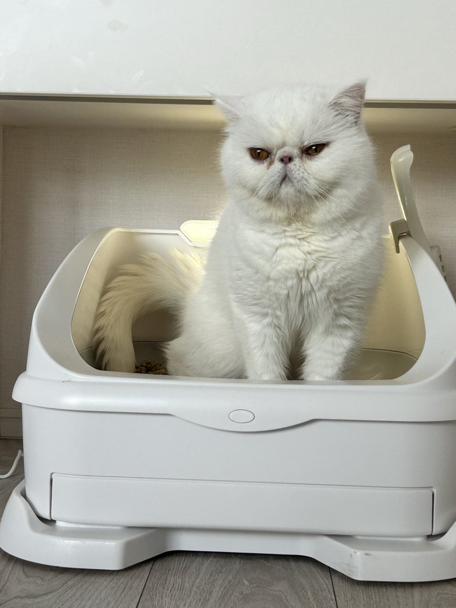 kotekage2011's tweet image. たまに間違えてる