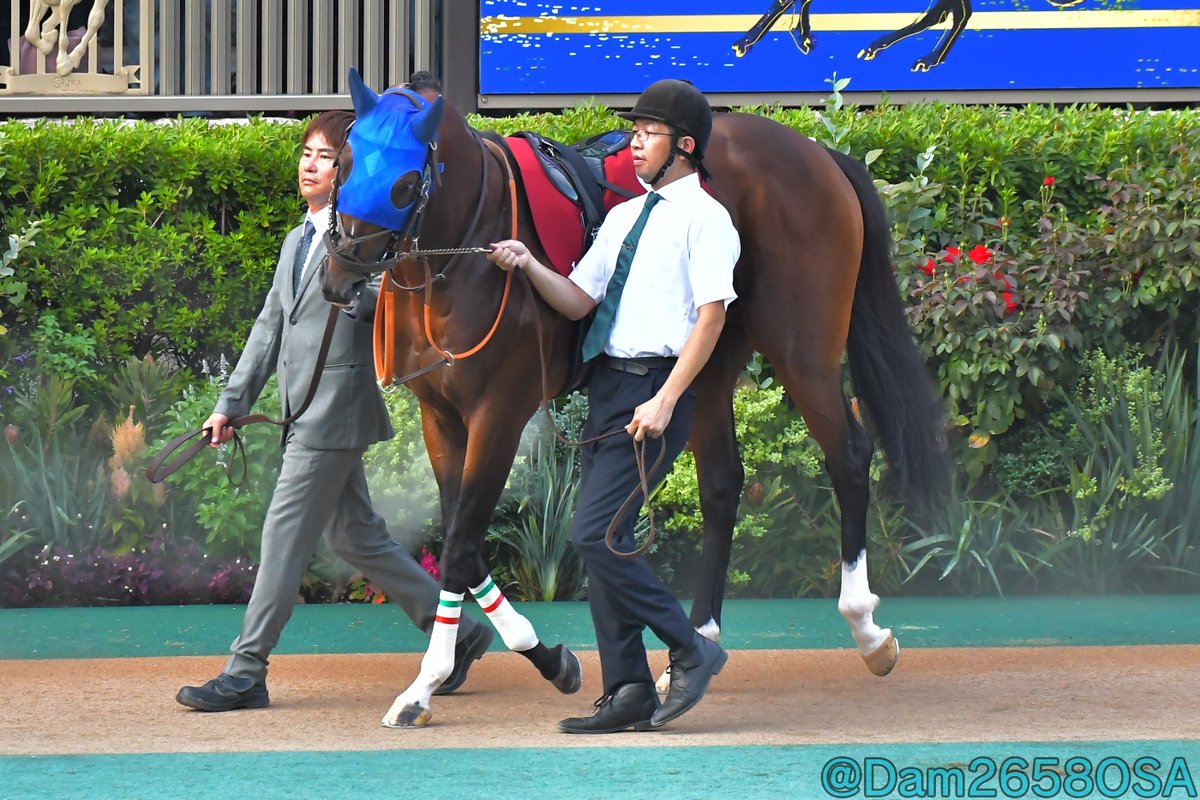 DameMame -だめまめ- (@Dam2658OSA) / X